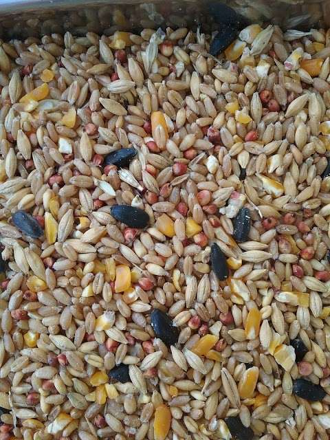 Photo: Cowra Seed & Grain